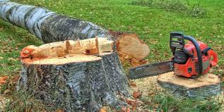 Best Hazardous Tree Removal  in Lloyd Harbor, NY