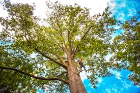 Best Emergency Tree Removal  in Lloyd Harbor, NY