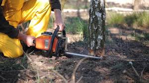 Best Firewood Processing and Delivery  in Lloyd Harbor, NY