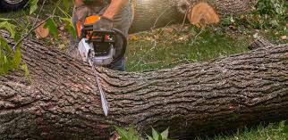 Best Tree and Shrub Care  in Lloyd Harbor, NY