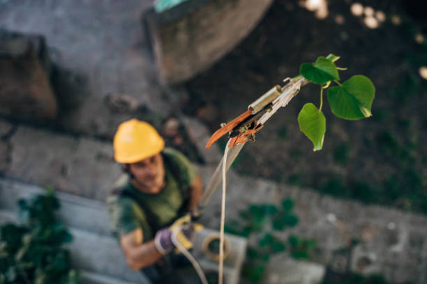 How Our Tree Care Process Works  in  Lloyd Harbor, NY