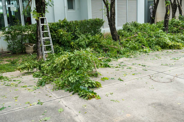 Best Tree Maintenance Programs  in Lloyd Harbor, NY