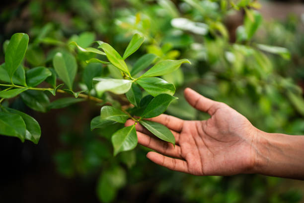 Best Tree Trimming and Pruning  in Lloyd Harbor, NY