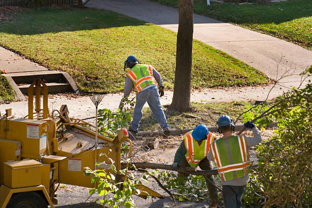 Best Lawn Pest Prevention  in Lloyd Harbor, NY