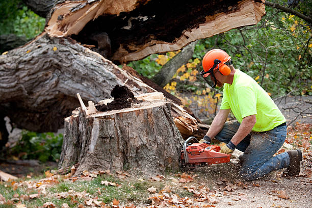 Best Commercial Tree Services  in Lloyd Harbor, NY