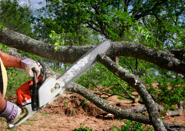 Best Utility Line Clearance  in Lloyd Harbor, NY